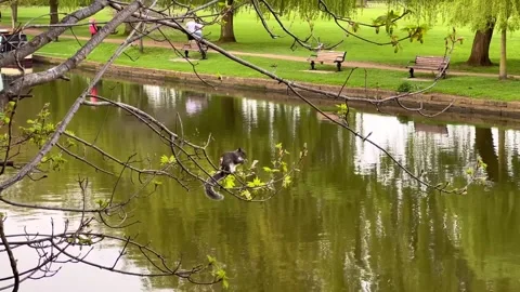 Squirrel eats nut, standing on a thin tree branch above water Stock Footage 257705345