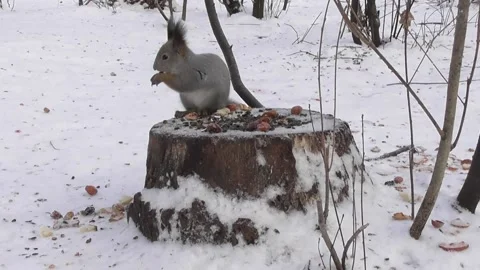 Squirrel eats a nut on a stump 1 Video stock 169596979