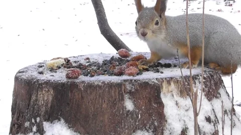 Squirrel eats a nut on a stump 2 Video stock 169596879