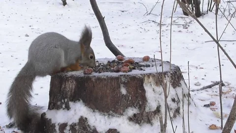 Squirrel eats a nut on a stump 3 Video stock 169597200
