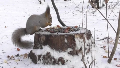 Squirrel eats a nut on a stump Video stock 169597394
