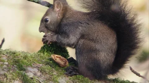Squirrel eats a nut in a tree in autumn Stock Footage 283460558