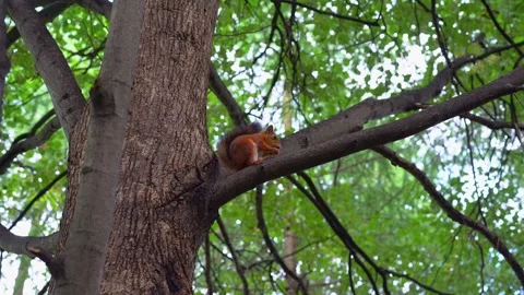 A squirrel eats a nut on a tree branch. Stock Footage 240867168