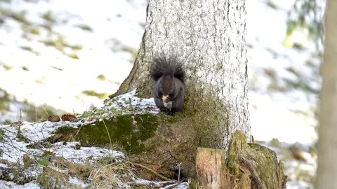 Squirrel eats a nut under the tree Stock Footage 129291502