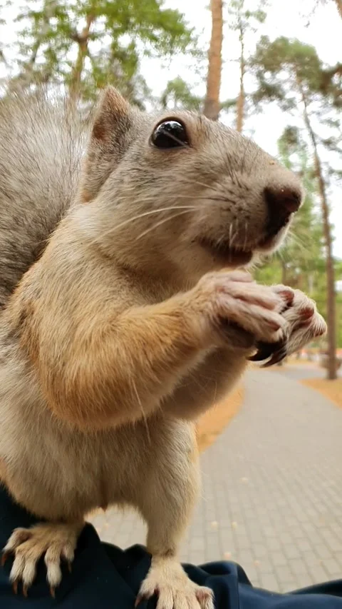 A squirrel eats a nut while sitting on a person's hand Stock Footage 201836381