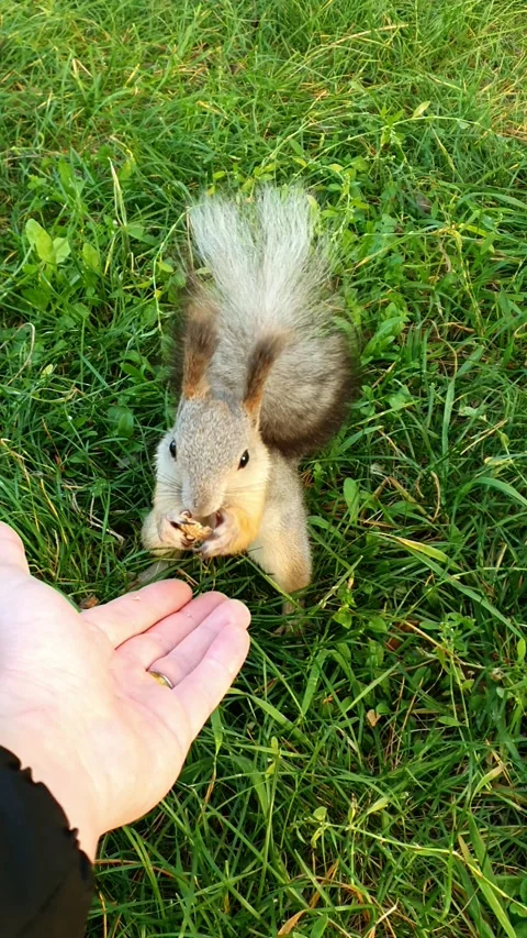 A squirrel eats a nut while sitting on a person's hand Stock Footage 201933432