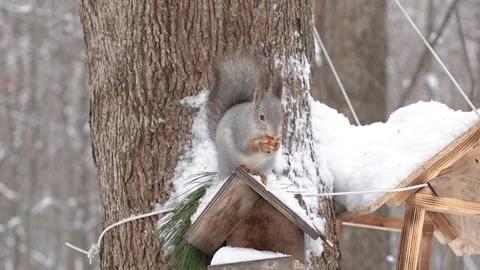 A squirrel eats a nut in a winter forest Stock Footage 329233937