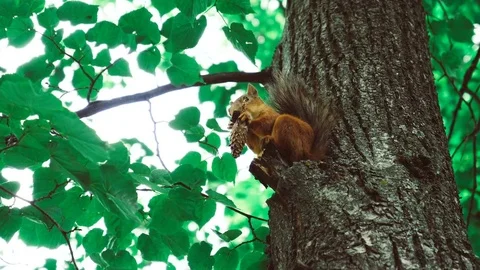 Squirrel eats nuts 50 fps Stock Footage 76999888