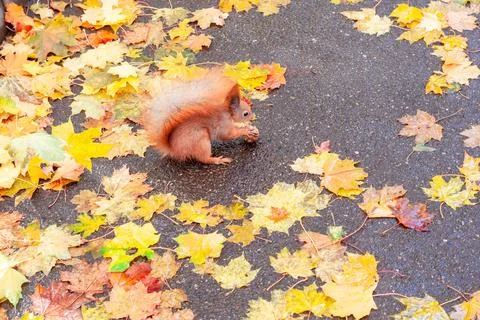 Squirrel eats nuts among fallen leaves in a park during autumn Stock Photos