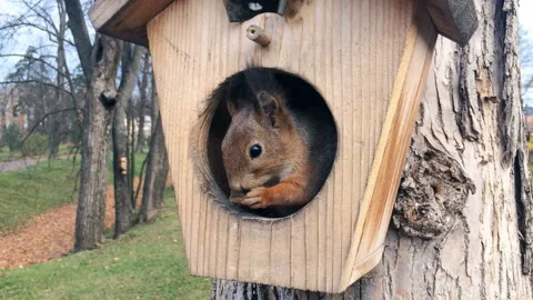 The squirrel eats nuts being in a wooden lodge on a tree trunk Video stock 115278920