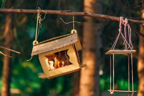 Squirrel eats nuts in the feeder. Stock Photos