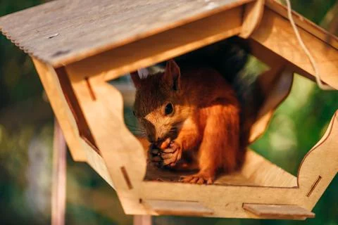 Squirrel eats nuts in the feeder. Stock Photos
