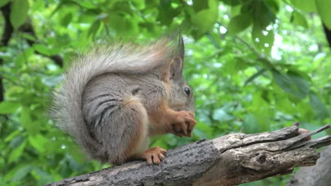 Squirrel eats nuts Video stock 92813376