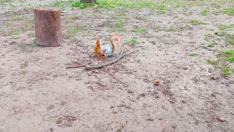 Squirrel eats nuts Stock Footage 176512360