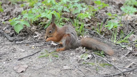 Squirrel eats nuts Stock Footage 189877880
