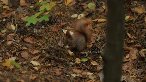 A squirrel eats nuts in the forest. Stock Footage 153047722