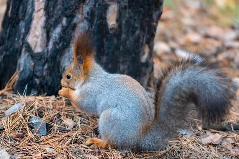 A squirrel eats nuts in the forest in late autumn Stock Photos