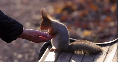 Squirrel eats nuts from hand Vidéo 221274947