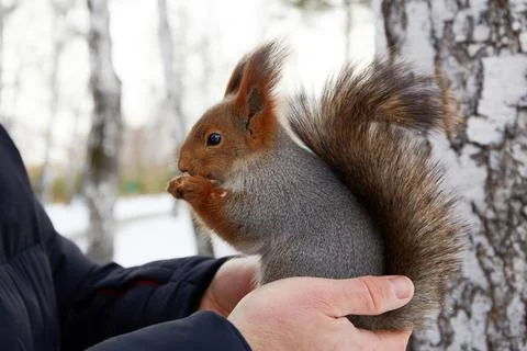 A squirrel eats nuts from a hand in a snowy park during daylight hours in w.. Stock Photos