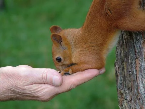 Squirrel eats nuts with hands Stock Photos