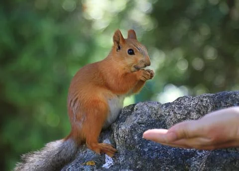 Squirrel eats nuts from the hands Фото