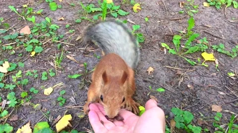 Squirrel eats nuts from his hand Stock Footage 142218613