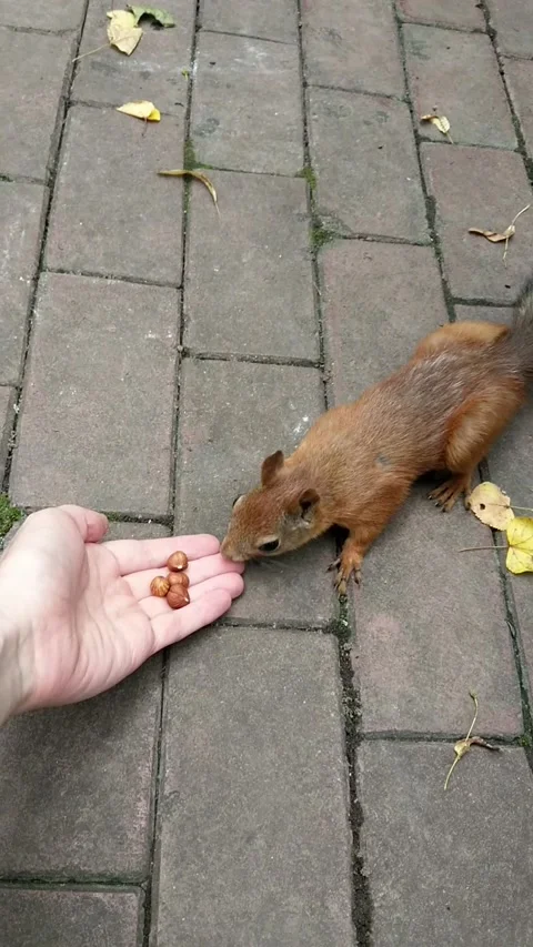 Squirrel eats nuts from his hands in an urban environment. The squirrel takes a Stock Footage 151068107