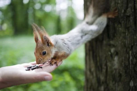 Squirrel eats nuts from a human hand. Squirrel feeding in the park. Foto stock