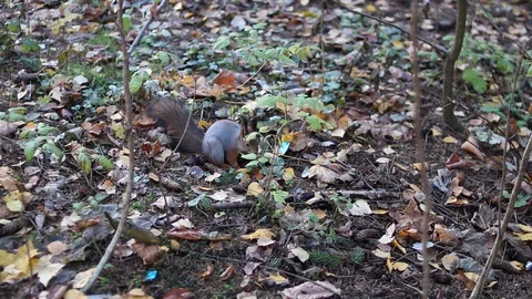 Squirrel eats nuts in the park. The kids feed the squirrel. Stock Footage 97824526