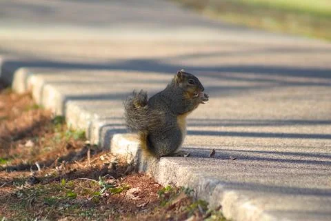 Squirrel eats nuts in the park Stock Photos