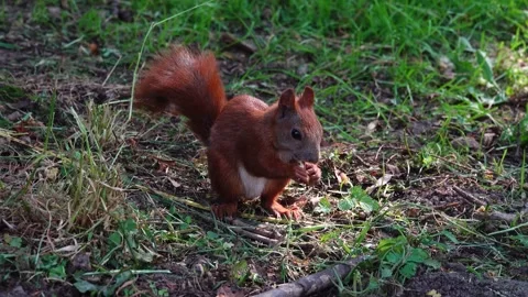 Squirrel eats nuts in the park in summer Stock Footage 259165165