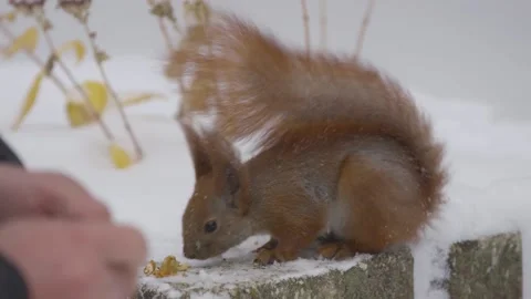 Squirrel eats nuts taking them from male hands. Video stock 146546627