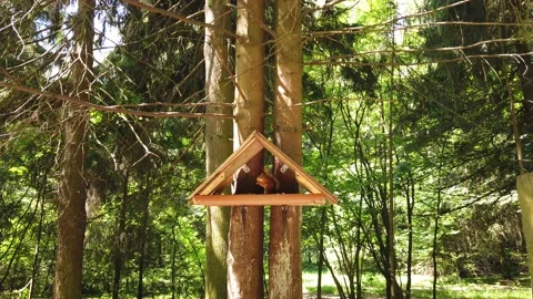 Squirrel eats nuts in a tree-house in a summer forest Stock Footage 133504027