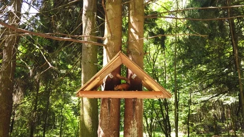 Squirrel eats nuts in a tree-house in a summer forest Video stock 133505686