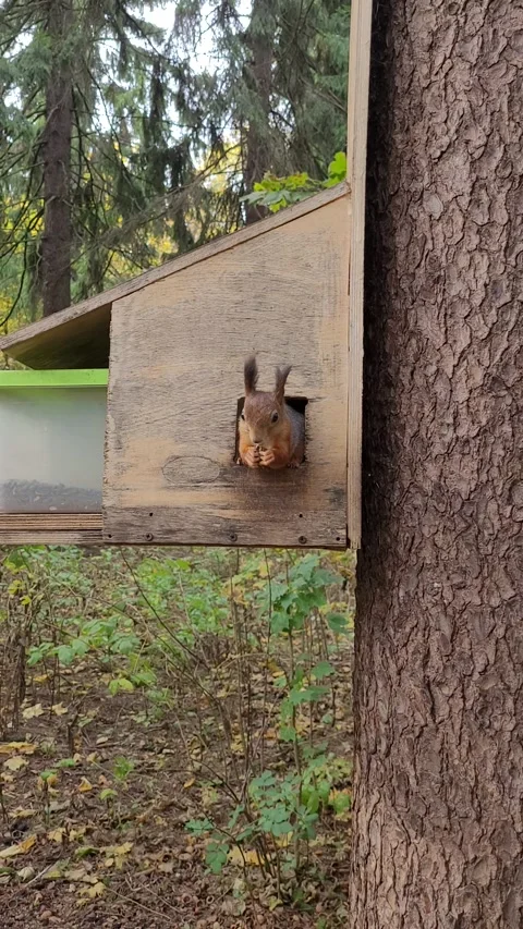 A squirrel eats nuts on a tree in a park in autumn. Vertical video Video stock 288013632