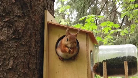 Squirrel eats nuts in a treehouse in a park Video stock 130457245