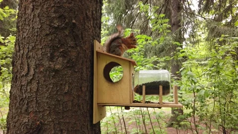 Squirrel eats nuts in a treehouse in a park Stock-Footage 130524954