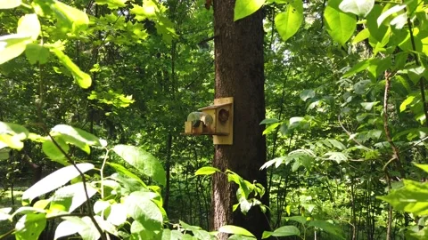 Squirrel eats nuts in a treehouse in a park Stock Footage 131391720