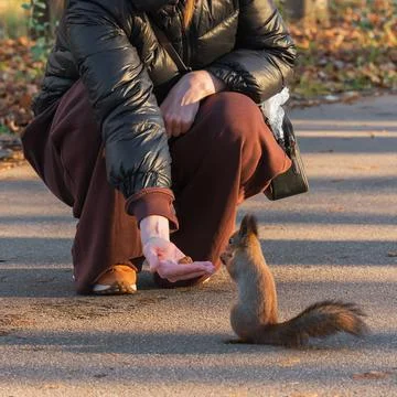 Squirrel eats nuts from womans hands in autumn in park Stock Photos