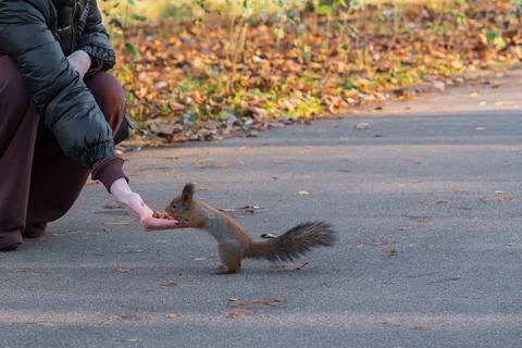 Squirrel eats nuts from womans hands in autumn in park Foto stock