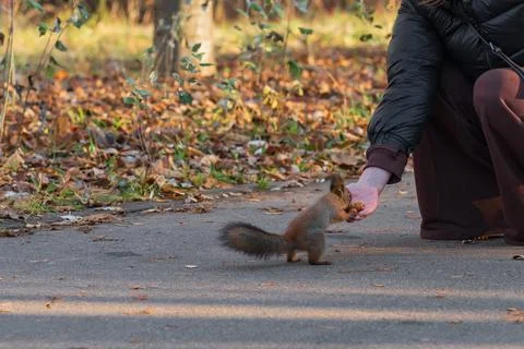Squirrel eats nuts from womans hands in autumn in park Stock Photos