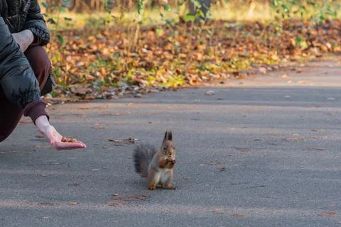 Squirrel eats nuts from womans hands in autumn in park Stock Photos