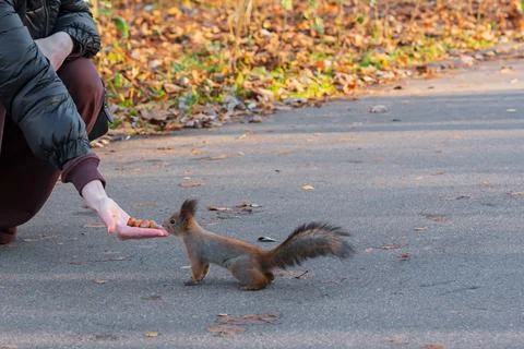 Squirrel eats nuts from womans hands in autumn in park Stock Photos