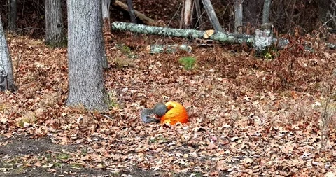 A squirrel eats from an orange pumpkin on the leaf covered ground. Stock Footage 266071222