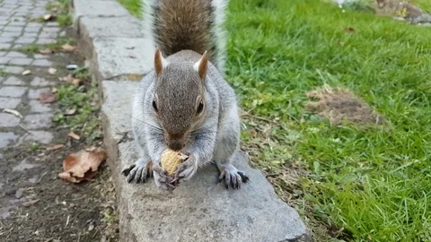 Squirrel eats a peanut and then runs away 스톡 동영상 82539323