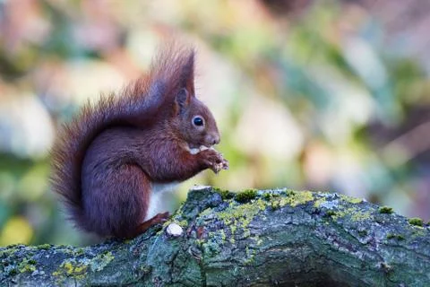 Squirrel eats a peanut on the branch of an oak Stock Photos