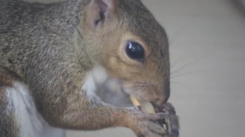 Squirrel eats a peanut Vidéo 53448963