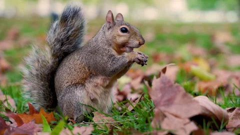 Squirrel Eats Peanut Stock Footage 135251715