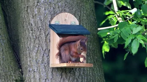 Squirrel eats a peanut Stock Footage 242826893