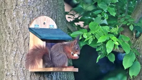 Squirrel eats a peanut Stock Footage 244264852